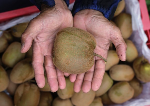 泸深通 你见过巴掌大的猕猴桃吗？解锁从化吕田“宝藏”农场→